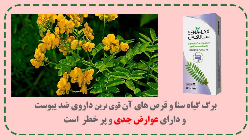 ازبرگ گیاه سنا و سنا لاکس به عنوان قوی ترین گیاه ضد یبوست برای درمان خشکی مزاج تا 7روز استفاده کنید 