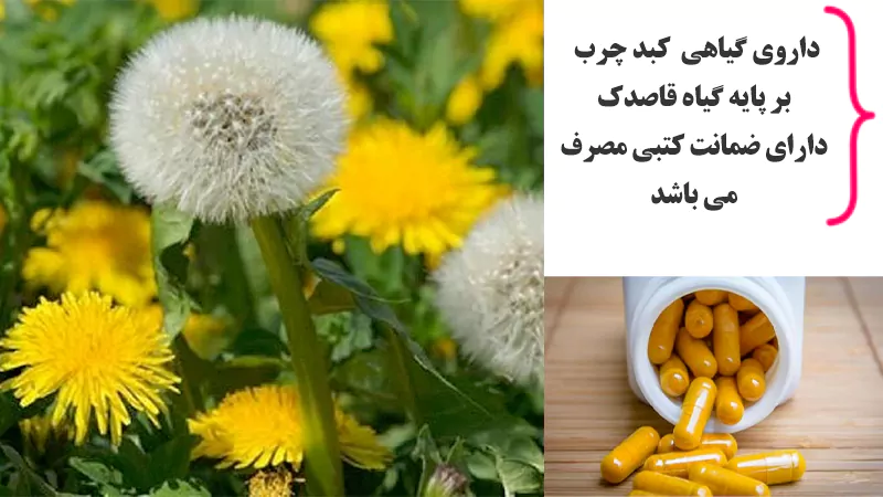 داروی گیاهی برای کبد چرب بر پایه گیاه قاصدک ساخته شده است